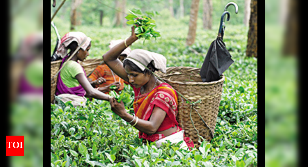 HC allows tea gardens to decide wage hike, for now Guwahati News