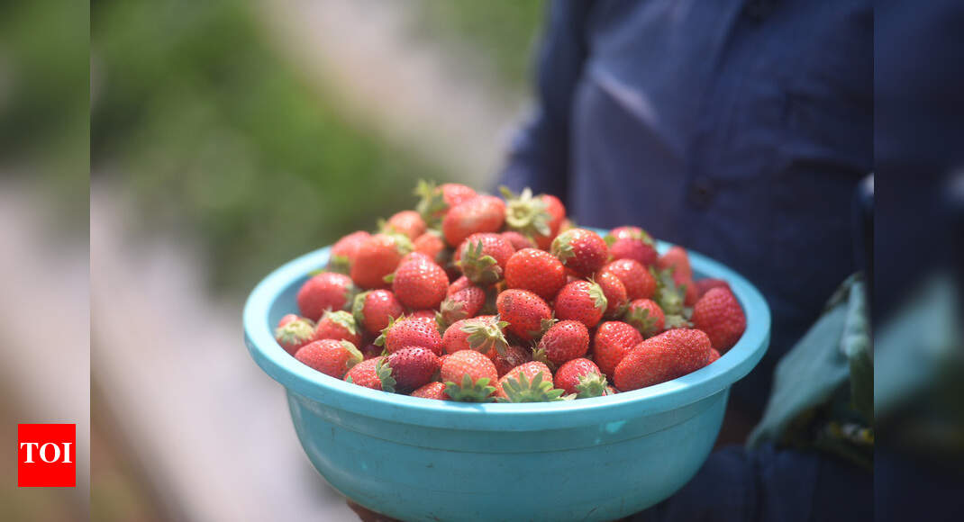 A peek into South Goa’s strawberry farm Events Movie News Times of