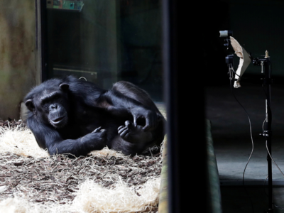 Chimpanzees in this Czech Republic zoo get to see fellow apes through a Zoom call