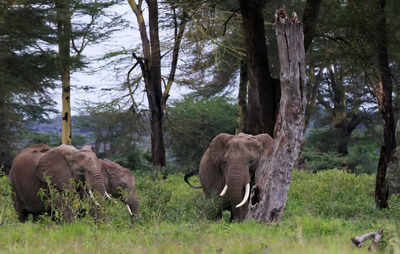 From poaching to avocados, Kenya's elephants face new threat