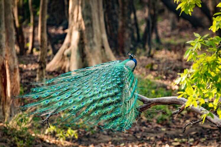 Panna National Park
