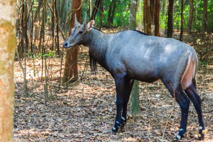 Saputara National Park