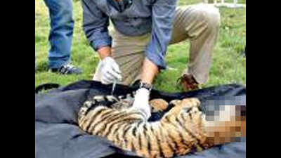 Three-month-old tigress of Obedullah division dies