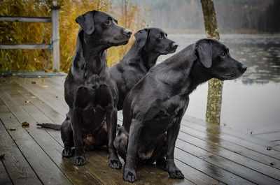 US no more in love with Labradors! This new breed to get top dog status