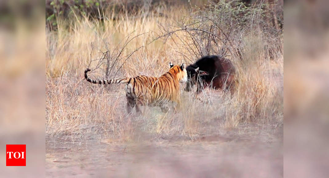 Rajasthan: Six Tigers Missing At Ranthambore National Park | Jaipur ...