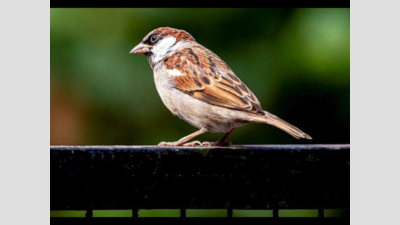 World Sparrow Day: Scientific study on sharp decline in sparrow population urgently needed in India, says BNHS expert
