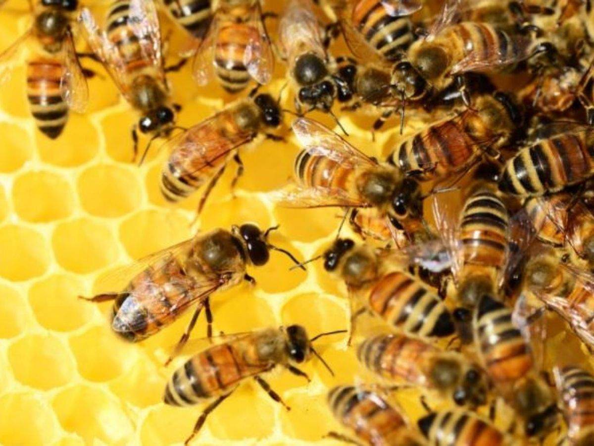 Honey Bee Control, Management, & Treatment: Honey Bee Info