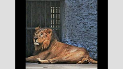 Iron net at open-air enclosures to keep zoo intruders at bay