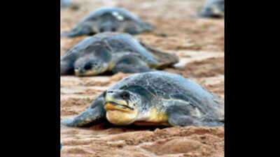 Baby Olive Ridley turtles make their way back to the sea from Vizag coast