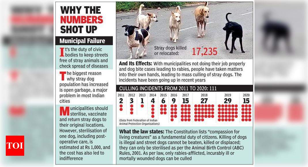 8 Noida residents move HC for solution to stray dog problem | Noida News -  Times of India