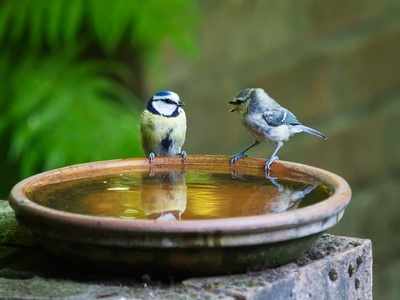 Bird Water Feeder