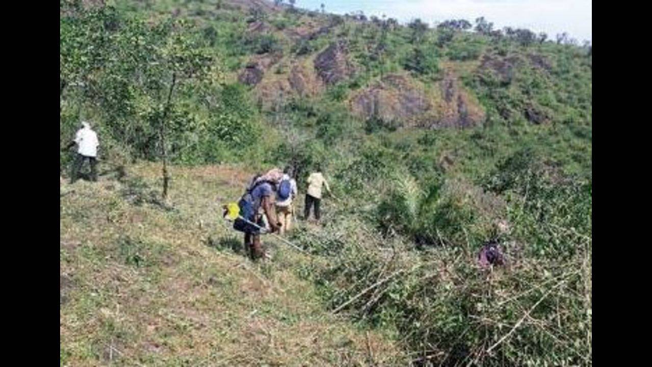 Marayoor: Marayoor Sandal Tree Enumeration To Begin Soon | Kochi News -  Times of India