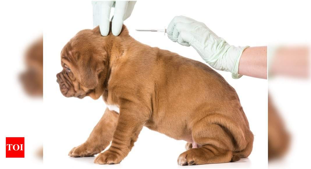 Mumbaikars opt for microchipping to keep pets safe