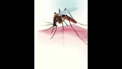 Mosquito breeding spots under BMC lens in Mumbai