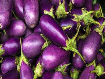 Govt junks plan to allow trials of Bt brinjal, other transgenic crops