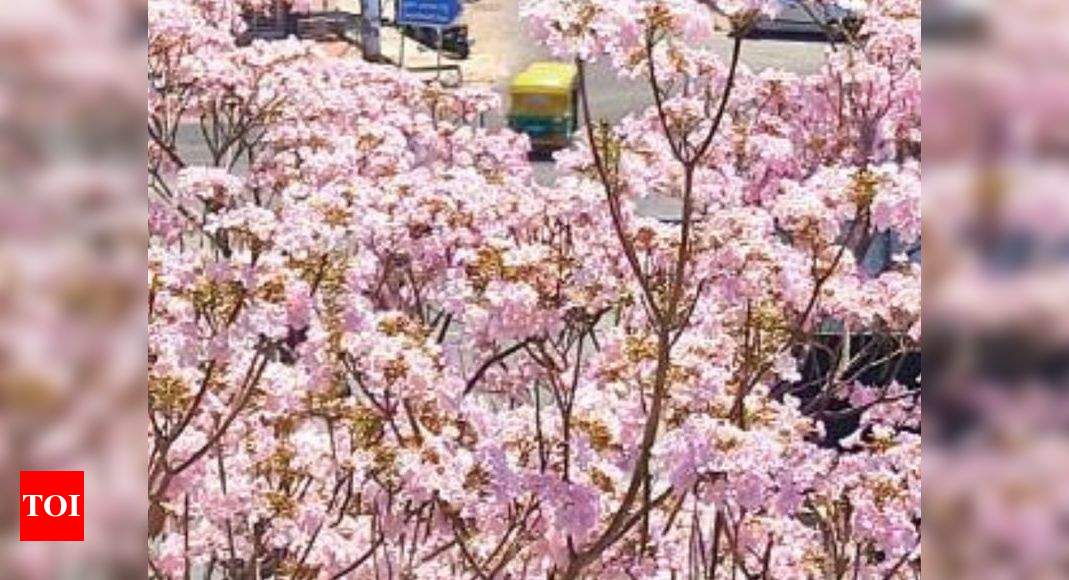 Tabebuias adorn B'luru, netizens on clicking spree