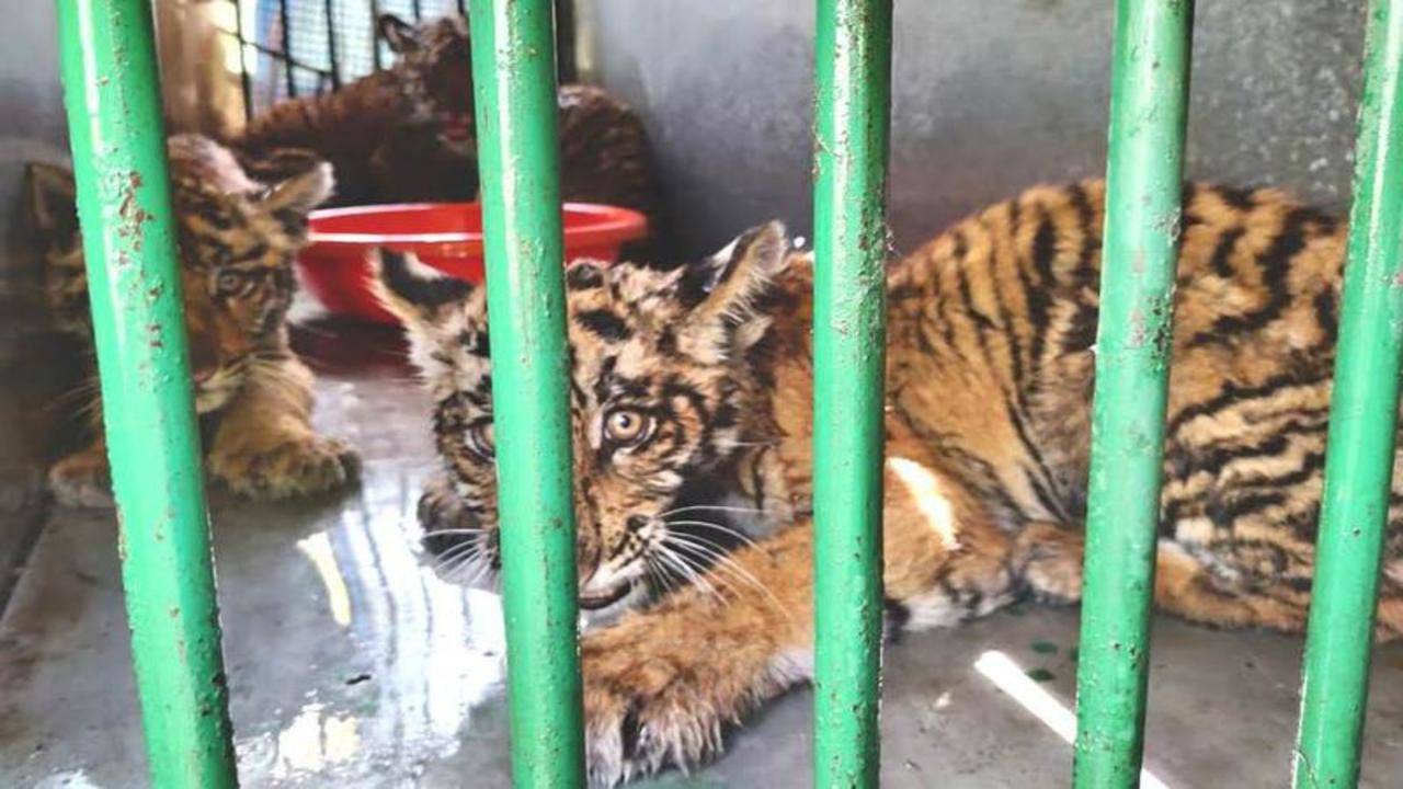 Save the Tiger - Cause of Death : Territorial Fight. Very Sorry about such  an image. Two tiger cubs, around 15 days old, were killed by an adult big  cat in Bandhavgarh