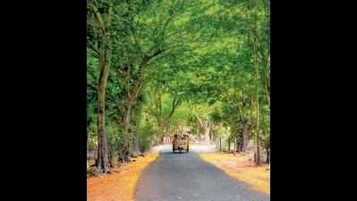 Aarey forest land for SGNP soon, but 5 acres for cop station