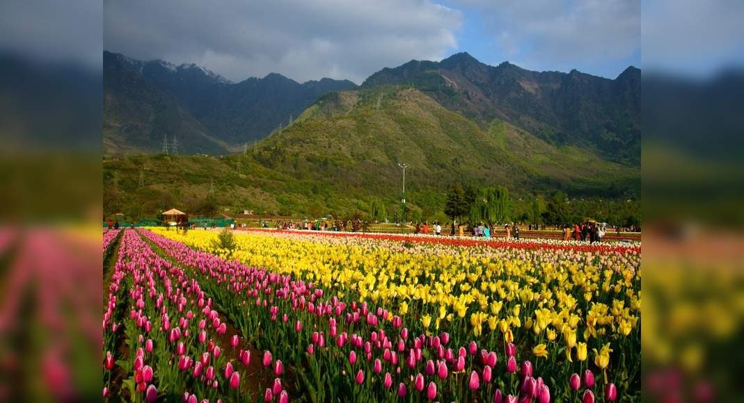 Srinagar’s famous Tulip Garden is now open to public; PM Modi urges ...