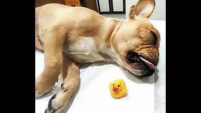 Puppy gulps toy duckling, undergoes life-saving op in Mumbai