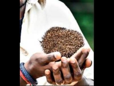 Researcher evolves plan to protect Madras hedgehogs