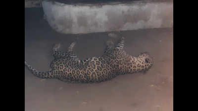 Gujarat: Leopard, 2 lions locked in deadly street fight