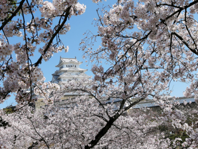 Kyoto's earliest cherry blooms in 1,200 years point to climate change, says scientist