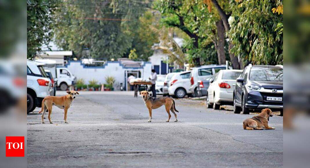 Noida to soon get dog feeding points Noida News Times of India