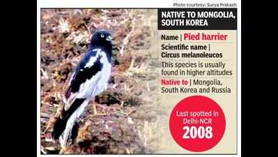 A first in 13 years in NCR: Birders spot winged visitor from Mongolia