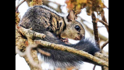 Tricity birders stumble upon elusive gliding squirrel