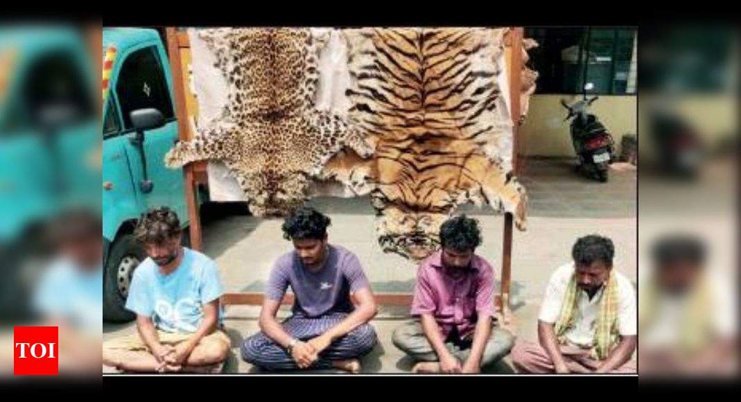 Mysuru: 4 kill tiger & leopard, eat meat; held