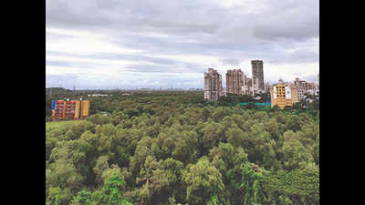 Mumbai: SC stays cutting of mangroves to build overbridge at Yari Road