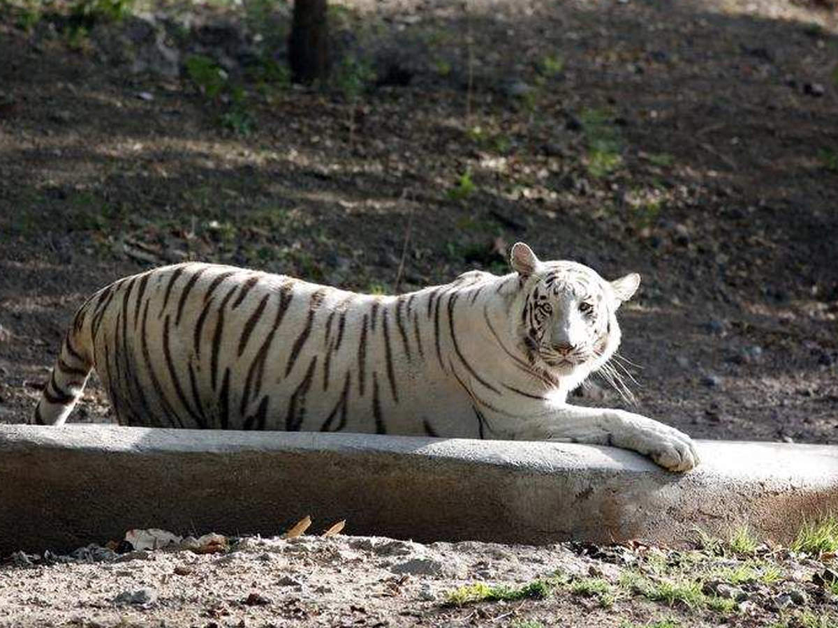 Soon you can visit white tigers and a lion cub at Sarthana Zoo in Surat