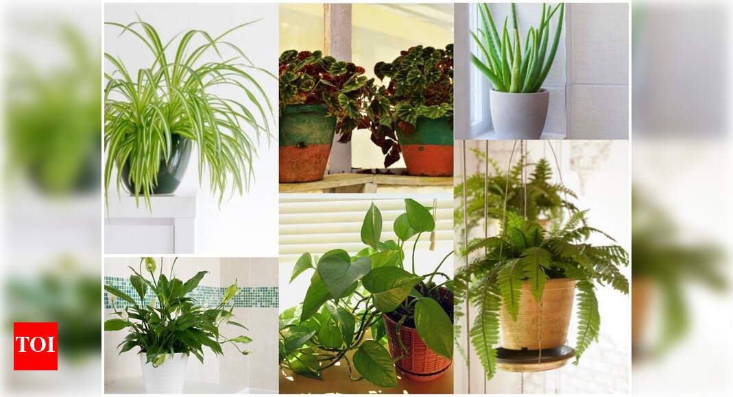 6 Houseplants that are well suited for bathrooms - Times of India
