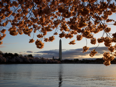 It's cherry blossom season, but Washington DC isn't ready to open up