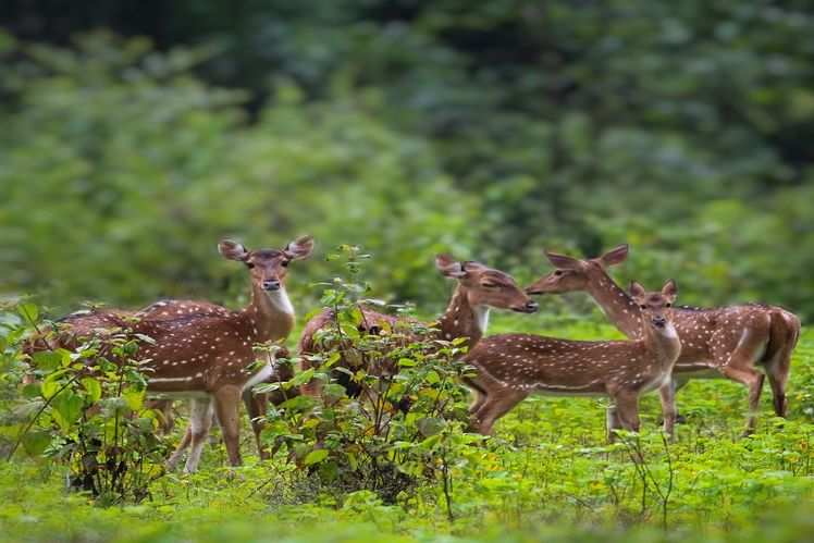 Shoolpaneshwar Wildlife sanctuary