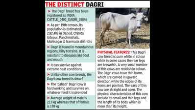 Gujarat’s ‘Dagri cow’ gets national recognition as indigenous breed