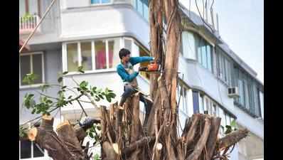 BMC starts axing 199 trees for two ROBs at Mahalaxmi in Mumbai