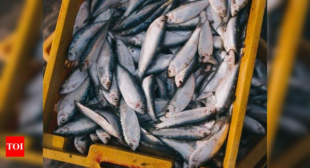 Fish prices in Chennai set to rise as fewer boats set sail into sea ...