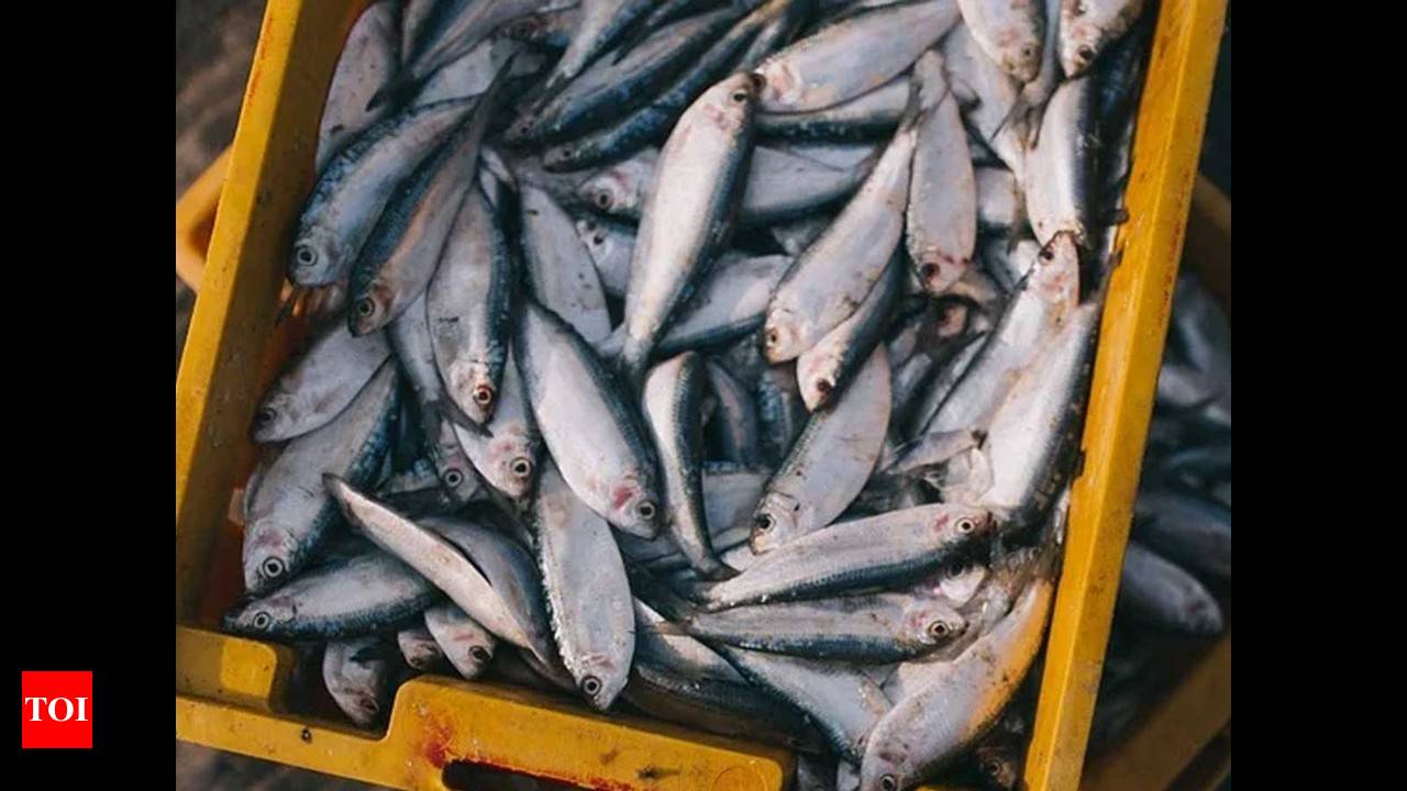 Fish prices in Chennai set to rise as fewer boats set sail into sea