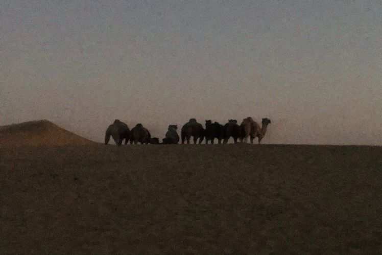 Desert Safari across the Thar Desert