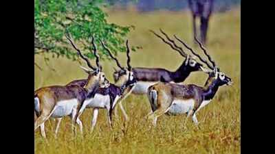 Karnataka: Blackbuck sanctuary in Ranebennur stares at water shortage this summer