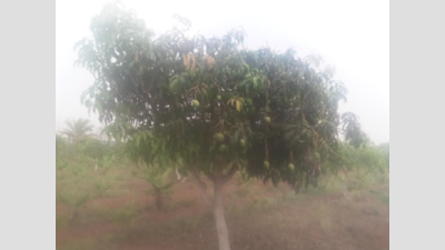 Karnataka: February showers impact mango yield in Dharwad