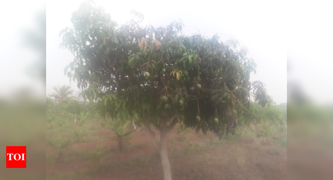 February showers impact mango yield in Dharwad