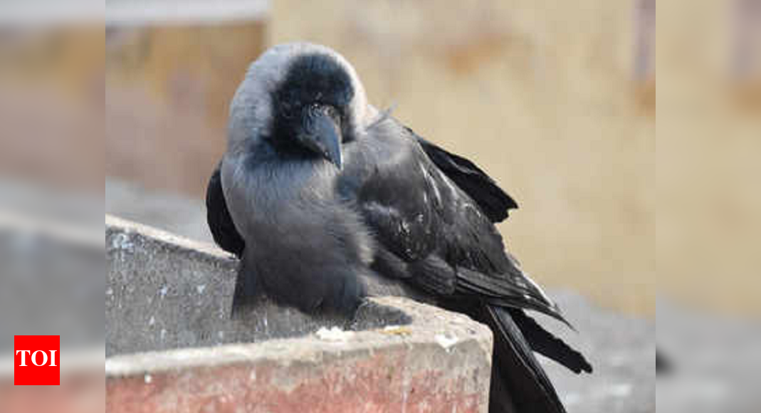 Himachal Pradesh: Bird flu confirmed in two dead crows of Kullu ...