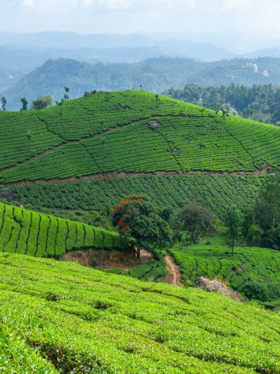 Kerala’s gorgeous must-visit tea estates | Times of India