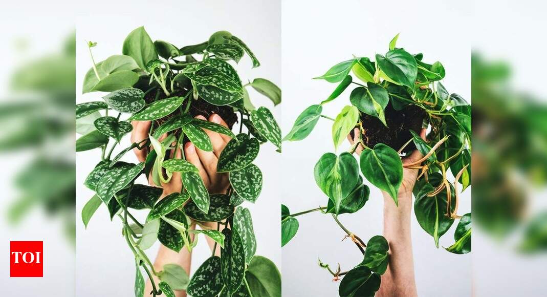 Indoor plants Stylish vining plants that will create a hanging garden