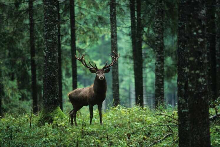 Kishtwar National Park