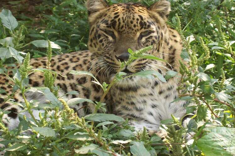 Dachigam National Park