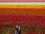 Spring in blossom around the world